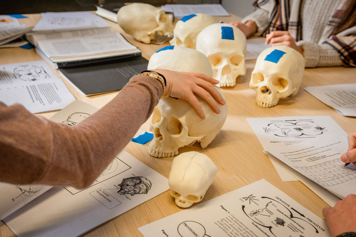 Anthropology – From Human Origins to Cultural and Social Analysis